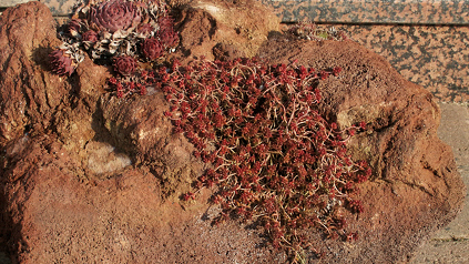 Rötlicherbrauner Lavastein bepflanzt mit Sukkulenten.